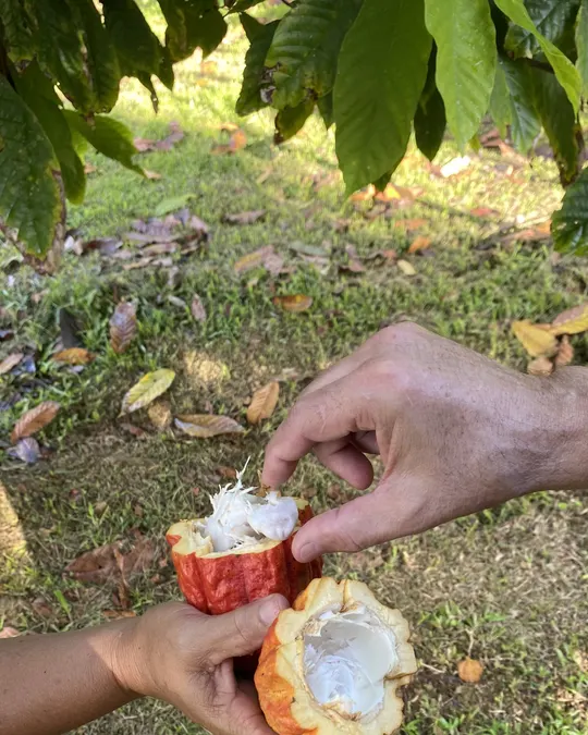 Luquillo Chocolate Farm Tour, Puerto Rico