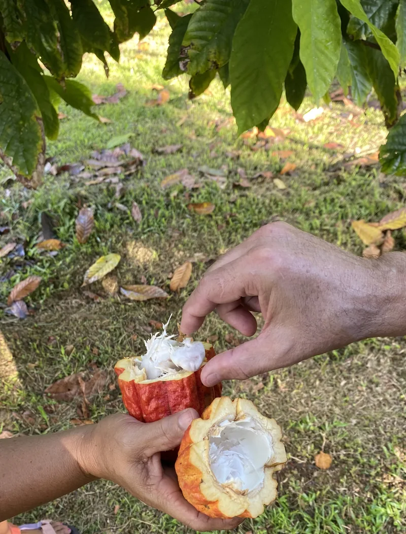 Fresh cacao pod opened for tasting on a Luquillo cacao farm tour, Puerto Rico