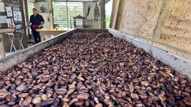 Cacao beans drying during a bean to bar chocolate tour near El Yunque, Puerto Rico