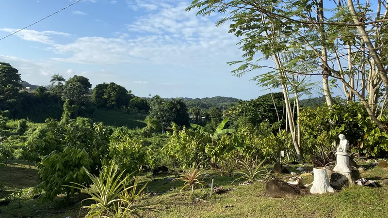 Hillside cacao farm in Luquillo, Puerto Rico, minutes from El Yunque