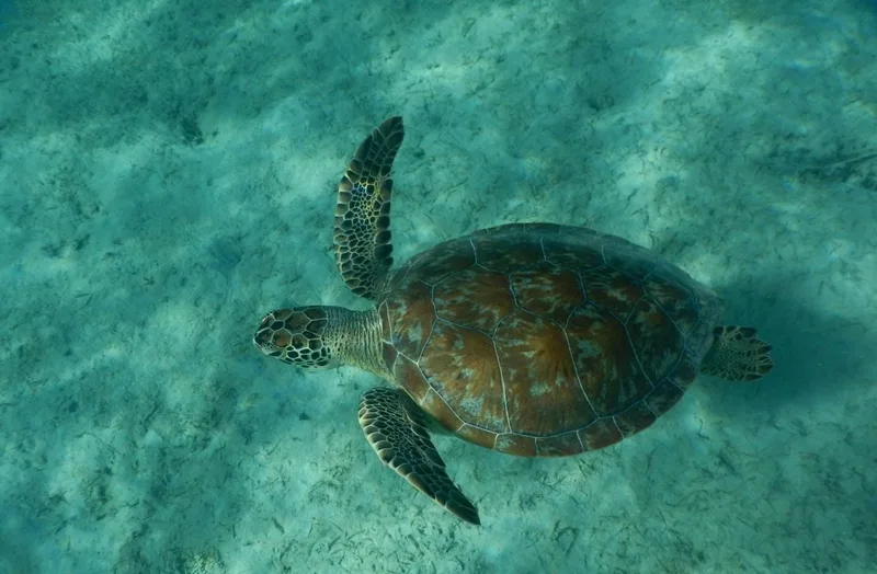 Snorkeling view of a green sea turtle feeding over the reef off Playa Tortuga, Culebrita