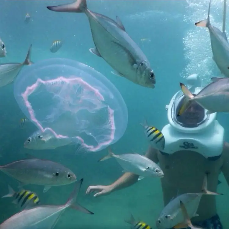 Helmet diver watching a moon jellyfish and a school of jacks on the San Juan reef, Puerto Rico