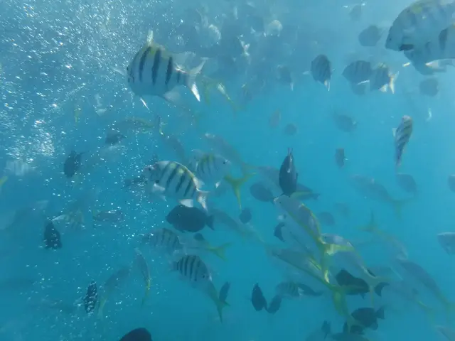 Dense school of tropical fish swimming in clear Caribbean water near Culebra reef